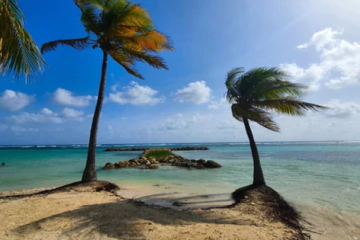 Caribbean Planteur 1/3